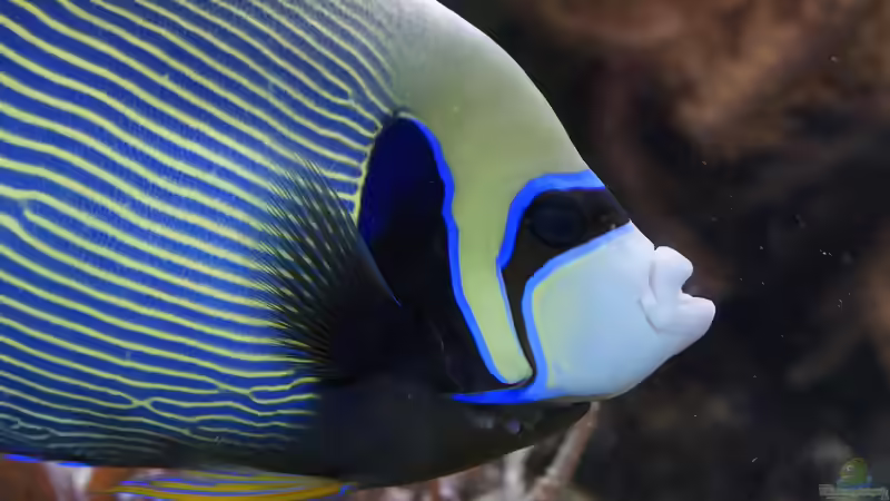 Kaiserfische - Majestätische Juwelen der Unterwasserwelt