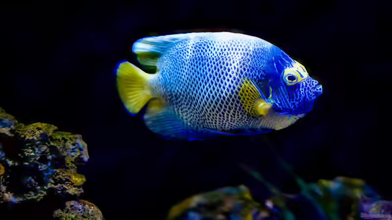 Kaiserfische - Majestätische Juwelen der Unterwasserwelt