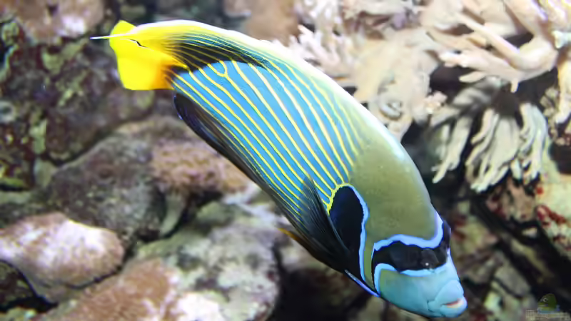 Kaiserfische - Majestätische Juwelen der Unterwasserwelt