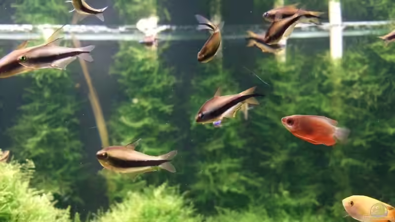 Kaisersalmer und Honigguramis von Sebastian Winkel (15)