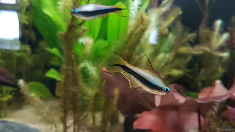 Kaisersalmler  von Hoffi (19)