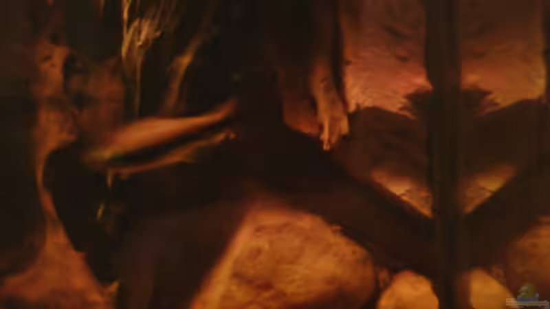 Kaisersalmler von holzmichel (11)