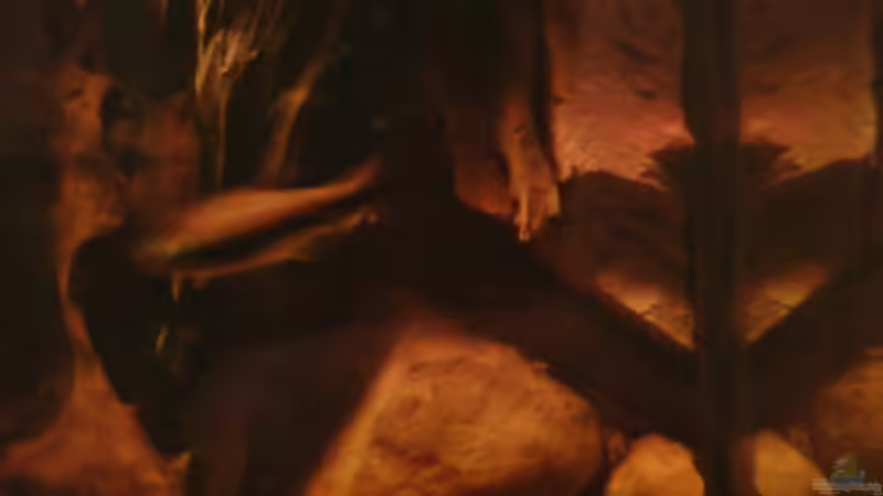 Kaisersalmler von holzmichel (19)