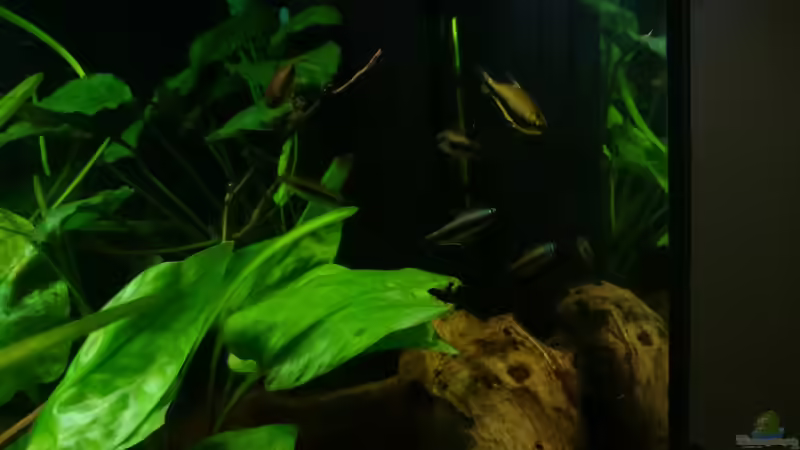 Kaisersalmler von Karim C (29)