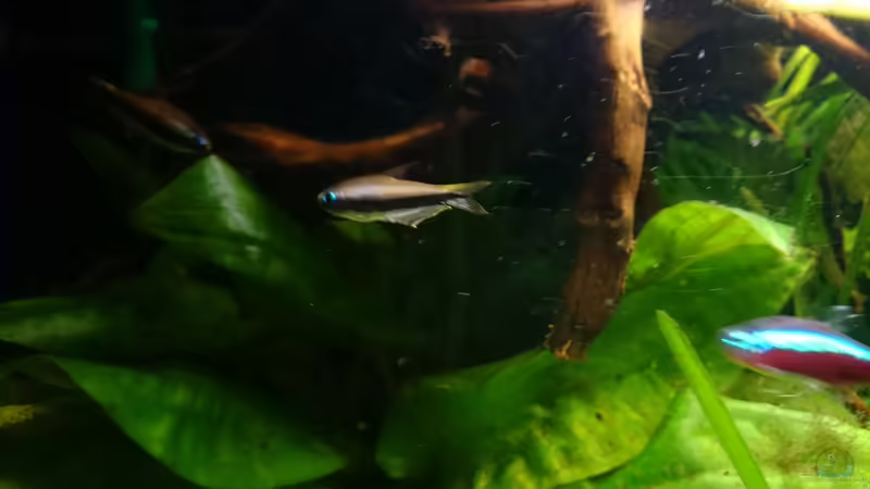 Kaisersalmler von Karim C (30)