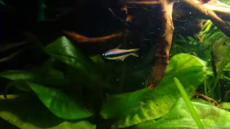 Kaisersalmler von Karim C (31)