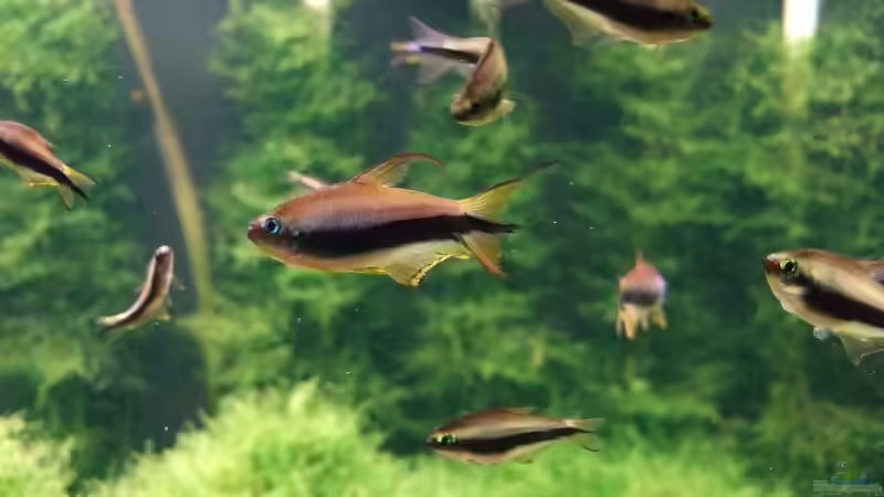 Kaisersalmler von Sebastian Winkel (12)