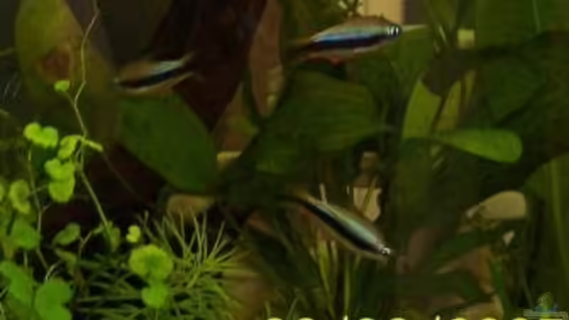 Kaisersalmler von Wolfgang Sommer (18)