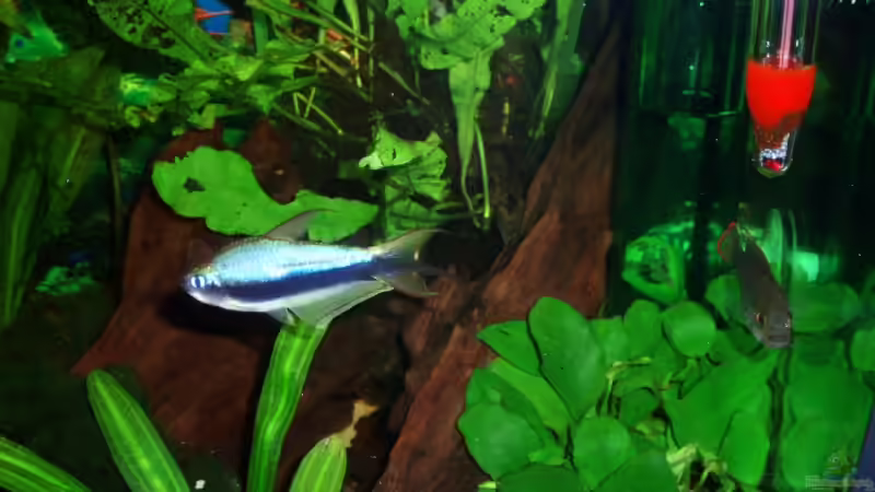 Kaisertetra Männchen von ~Marco~ (34)