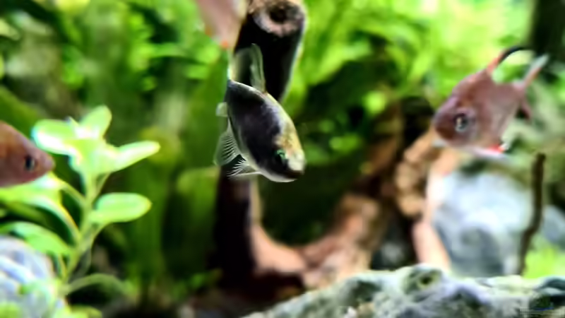 Kaisertetra von domnk (25)