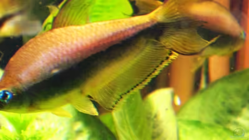 Kaisertetra von Me)-(@niC ©® (43)