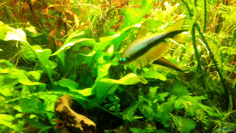 Kaisertetras von Scaper (21)