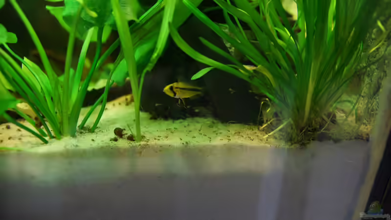 Kakadu Babys November 2013 von daKING (29)