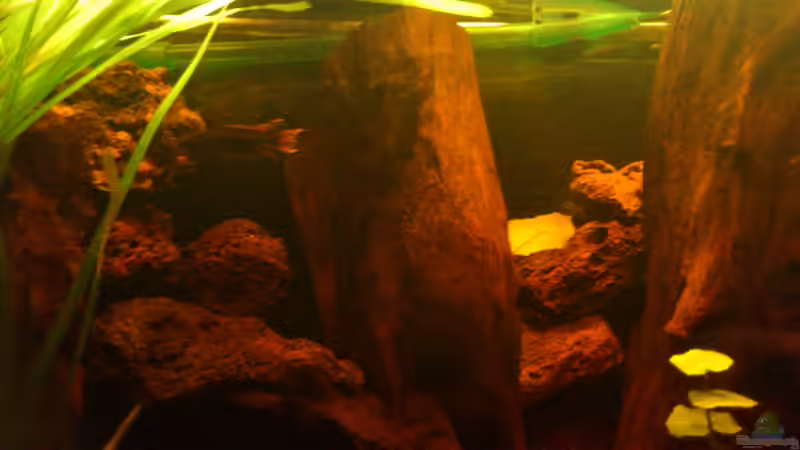 Kakadu Bock  von Kai Heermann (44)