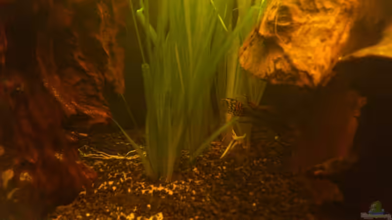 Kakadu Bock ca: 8cm groß von Kai Heermann (27)