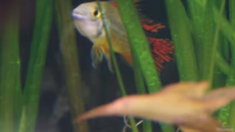 Kakadu Buntbarsch Männchen (besseres Bild folgt) von StefanE. (31)