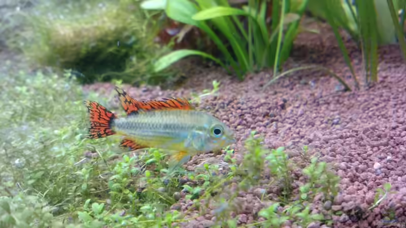 kakadu buntbarsch von Mike Schl. (23)