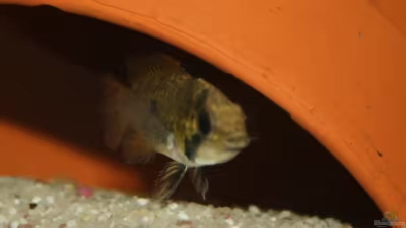 Kakadu Buntbarsch Weibchen (gleich in neuer Höhle ;) ) von StefanE. (32)