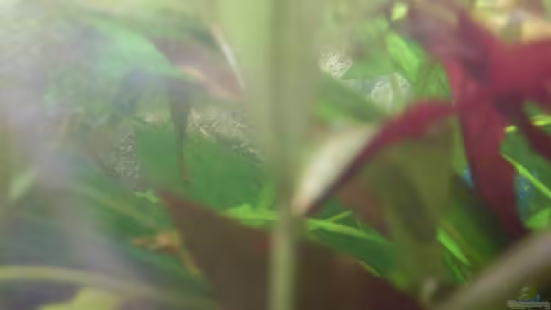 kakadu doublered von lichterschein (26)