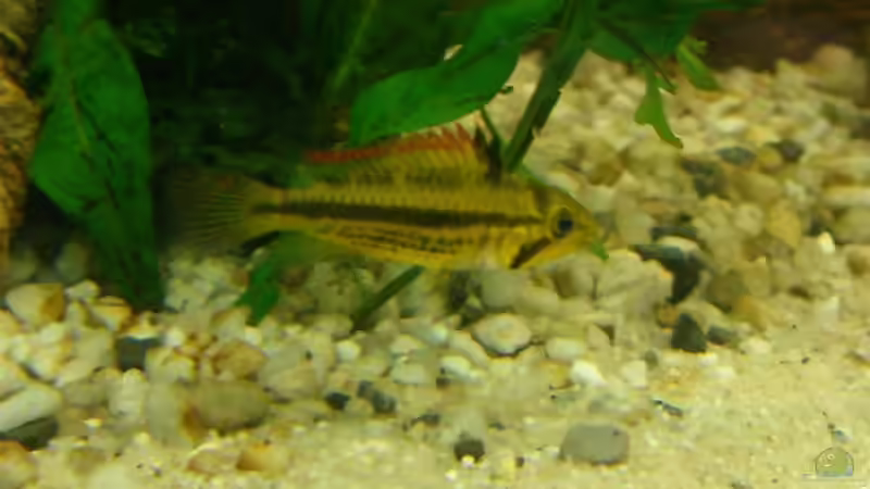 Kakadu-Frau von KaSa (21)