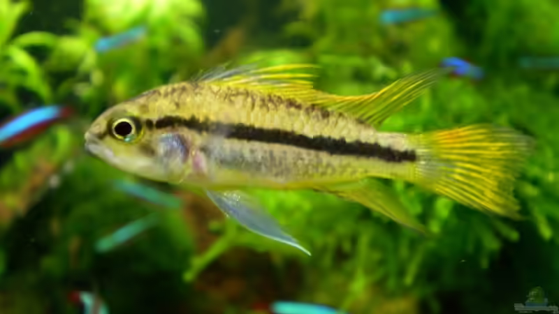 Kakadu Frau von Marc Joist (20)