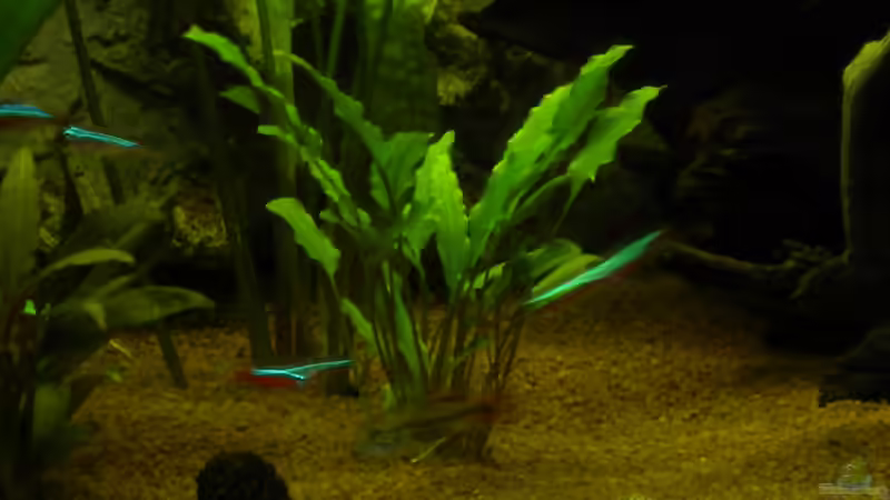 Kakadu m. von Herki (29)