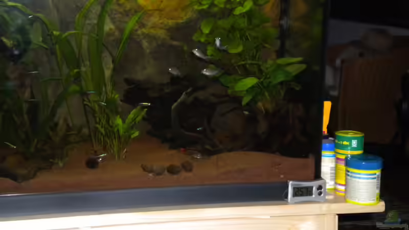 Kakadu m. von Herki (30)