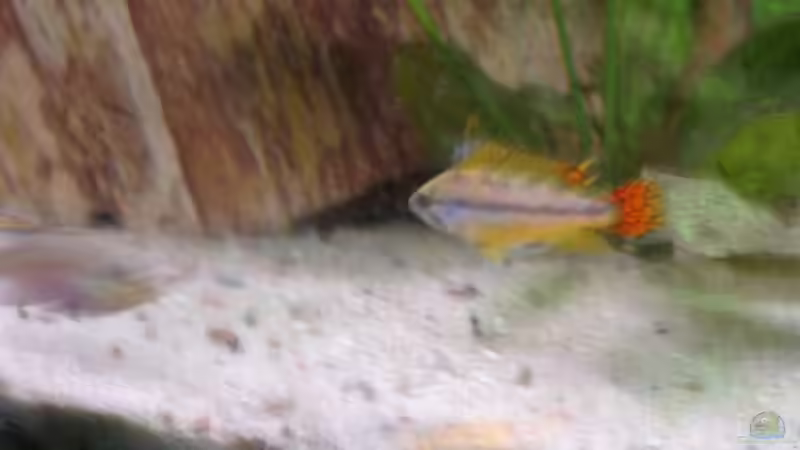 kakadu Mänchen l rot von Mirtscho (16)