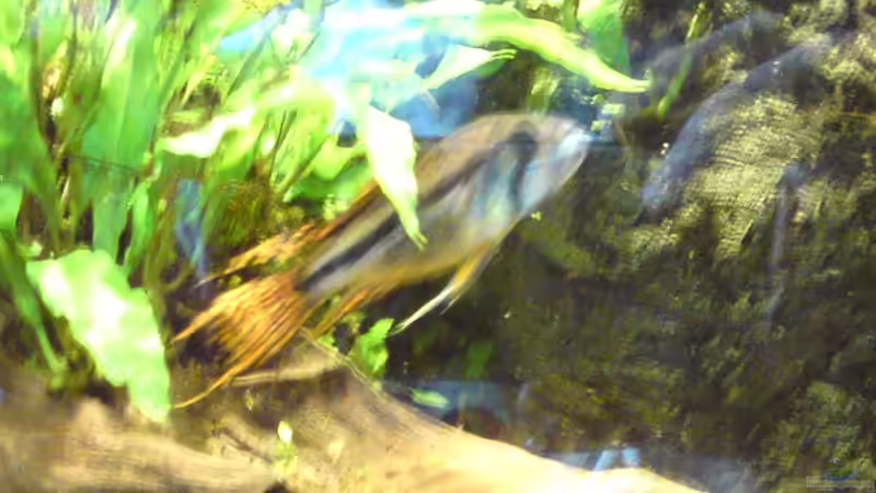 Kakadu-Männchen - leider nur schlecht getroffen von Still (7)