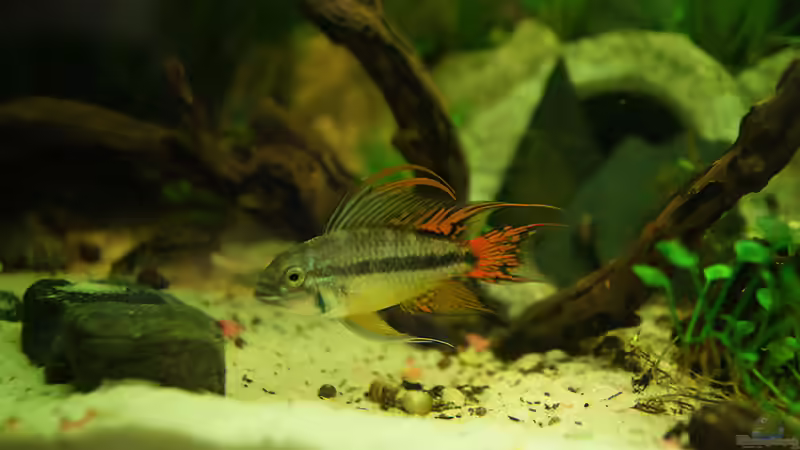 Kakadu Männchen Erwachsen (04.2014) von daKING (36)