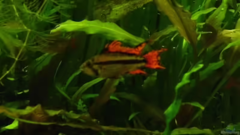 Kakadu Männchen von Nils Müller (9)