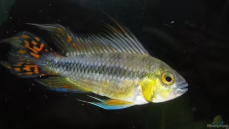 Kakadu Männchen von urml87 (12)