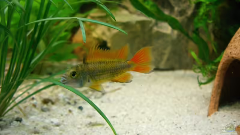 Kakadu-Mann von KaSa (18)