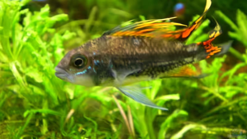 Kakadu Mann von Marc Joist (18)