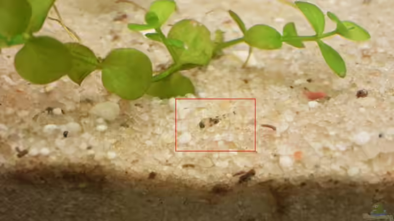 Kakadu Nachwuchs ! ca. 40 St. von Björn Seligmann (9)