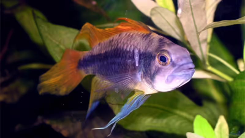 Kakadu-Oldie von Fossybear (45)