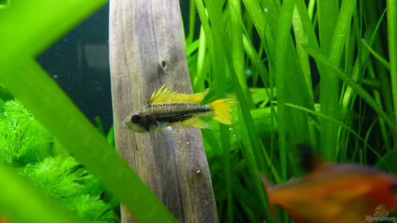 Kakadu ´Orange´ Männchen von Steffen S. (15)