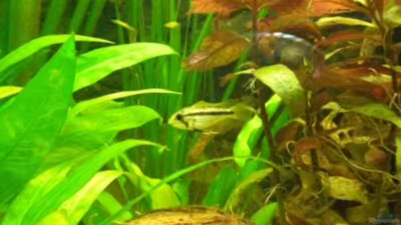 Kakadu Püppi von Holzi (20)