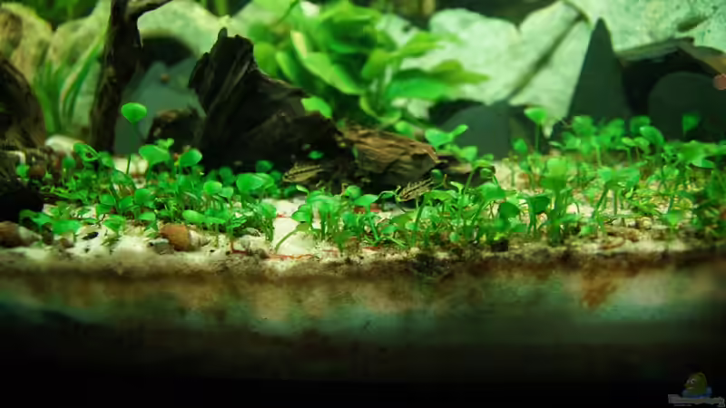 Kakadu Teenies 25.12.13 von daKING (30)