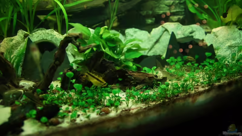 Kakadu Teenies 25.12.13 von daKING (32)