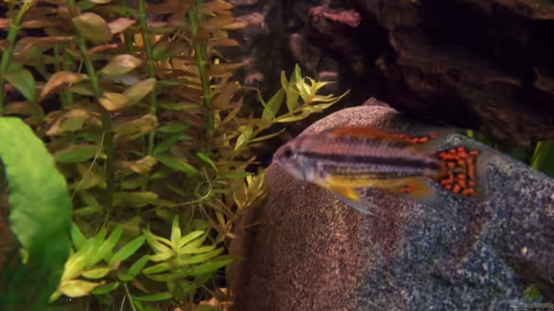 Kakadu Vater - leider verstorben von Jana_ (16)