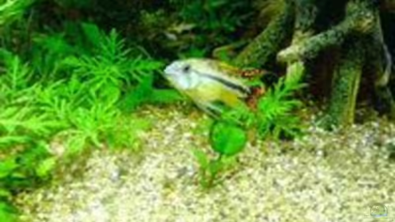 Kakadu von Achim Dengler (26)