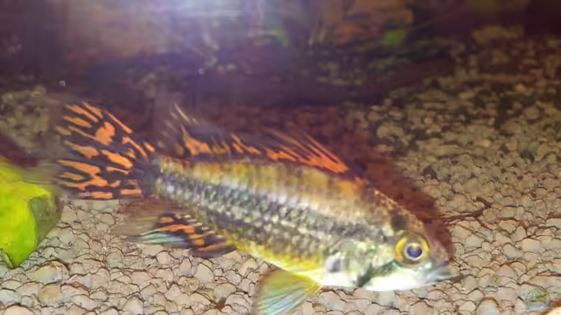 Kakadu von Eisbaer (17)