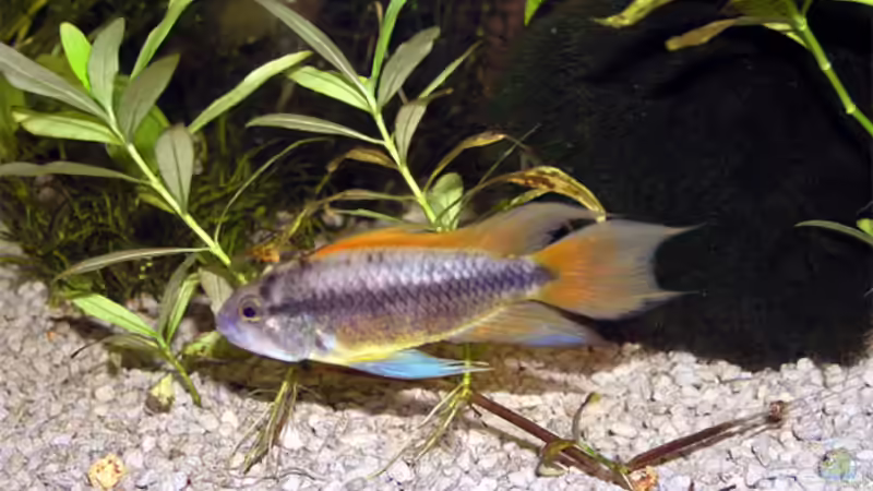 Kakadu von Fossybear (32)