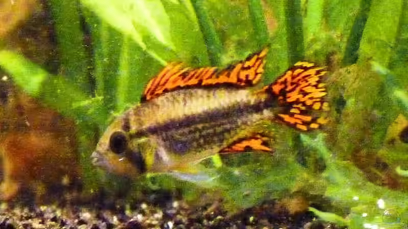 Kakadu von René L. (23)