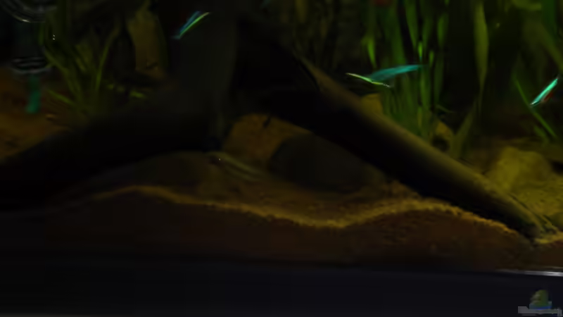 Kakadu w. von Herki (31)