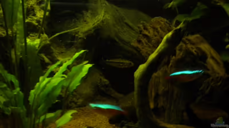 Kakadu w. von Herki (49)