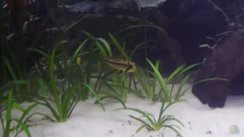 Kakadu W. von Marcel Wilke (18)