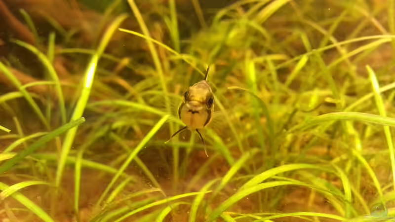 Kakadu-Weib von vorne von Shinra (4)