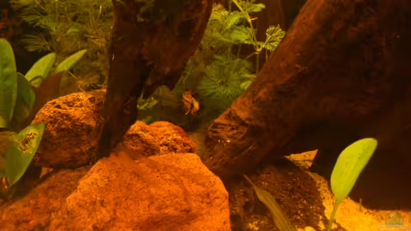 Kakadu Weibchen von Kai Heermann (46)